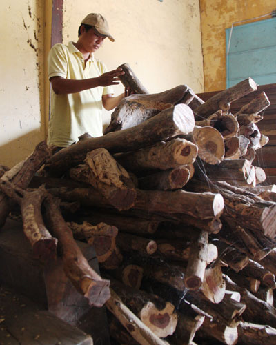 Gom trắc dây, nhận trái đắng