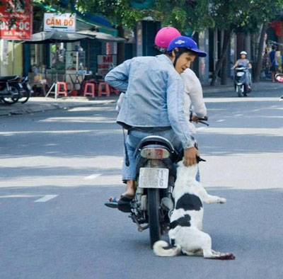 Có những đối tượng ngang nhiên bắt chó