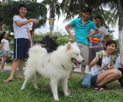 Chú chó Bắc cực dòng Husky vừa tròn 6 tháng tuổi.