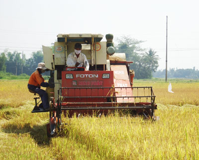 Nhờ chính sách tín dụng, nông dân đã hiện đại hóa khâu thu hoạch lúa.