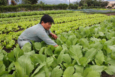 Mô hình trồng rau an toàn của nông dân xã Cam Phước Đông, Cam Ranh.