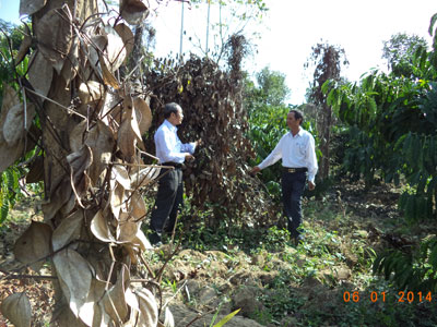 Cây trồng chủ lực nhiễm sâu bệnh