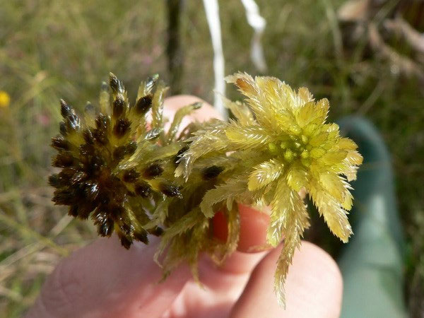  Phát triển công nghệ sản xuất sản phẩm vệ sinh từ rêu than bùn