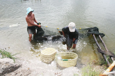 Người dân thị trấn Cam Đức thu hoạch cá mú nghệ.