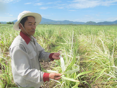 Bệnh trắng lá mía chưa được khống chế