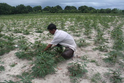 Mì thiệt hại vì nắng hạn và sùng đất