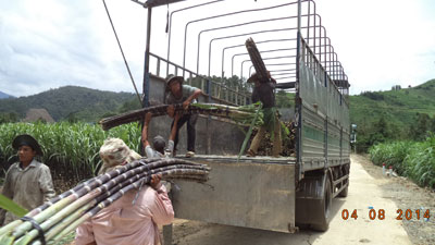 Người dân bốc mía lên xe tải.