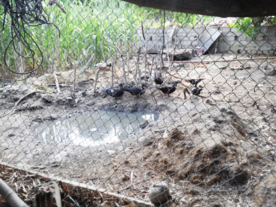 Không chỉ vì chăn nuôi...