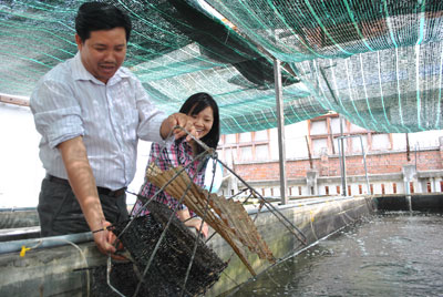 Triển khai sản xuất giống và nuôi thương phẩm điệp quạt