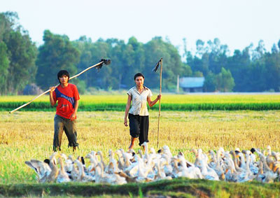 Cảnh trong phim Cánh đồng bất tận.