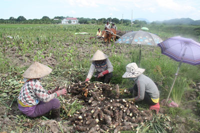 Trồng khoai sáp cho thu nhập cao