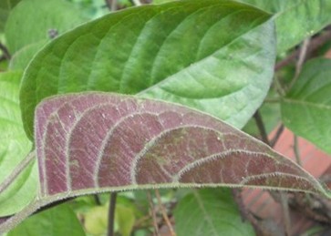 Chữa viêm đại tràng bằng "thần dược" lá mơ lông