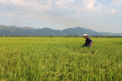 Nông dân xã Diên Lạc thăm ruộng lúa.