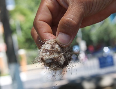 Cầu gai cát xuất hiện ở bãi tắm Nha Trang