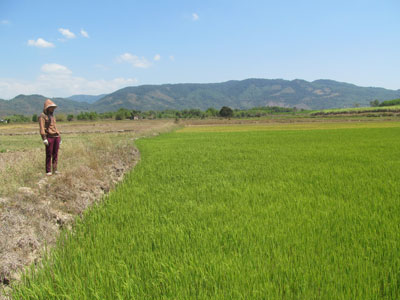 Khánh Vĩnh: 70% diện tích cây trồng thiếu nước