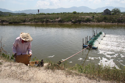 Nông dân xã Ninh Ích đang nuôi tôm vụ 3 với hy vọng gỡ vốn đã thua lỗ.