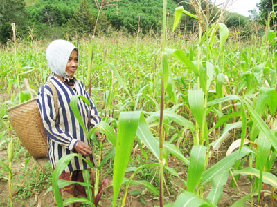 Việc giao đất cho đồng bào dân tộc thiểu số thiếu đất sản xuất còn nhiều lúng túng.