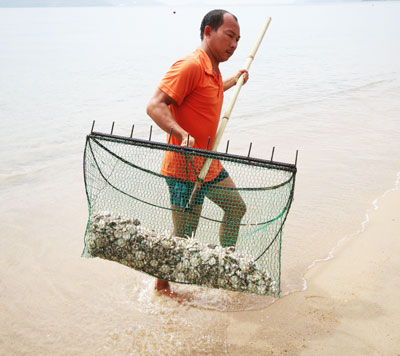 Thu gom cầu gai cát ở biển Nha Trang.