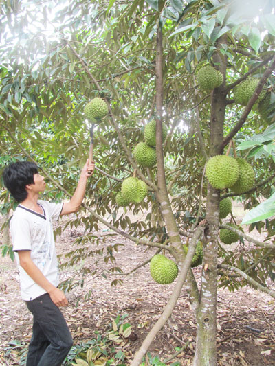 Xã Khánh Trung: Phát triển kinh tế vườn