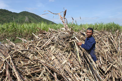 Cần thêm nhiều chính sách hỗ trợ cho người trồng mía