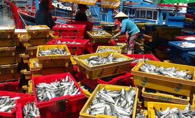 Cá nục được tập kết ở Cảng cá Đá Bạc, TP. Cam Ranh.