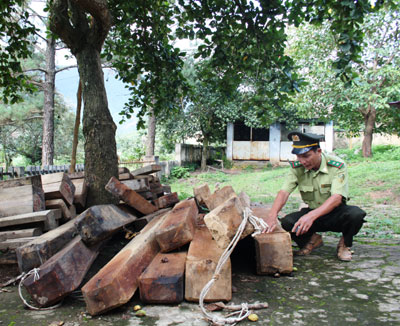 Phát hiện 24 vụ vi phạm Luật Bảo vệ và phát triển rừng