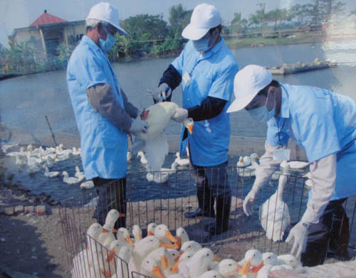 Công điện khẩn về phòng, chống dịch cúm gia cầm H5N6 và các chủng vi rút khác