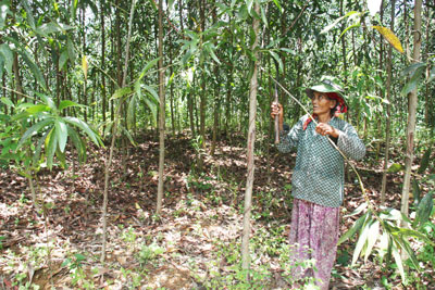 Tình trạng mua bán keo non đã giảm