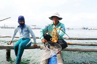 Thu hoạch tôm hùm tại phường Cam Phúc Nam (TP. Cam Ranh).