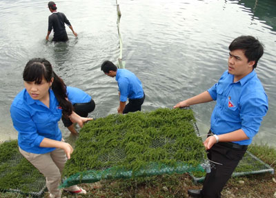 Thu hoạch rong nho biển Nhật Bản ở Ninh Hải. 