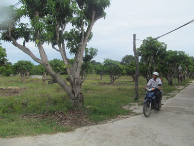 Đầu tư ồ ạt giống xoài Úc