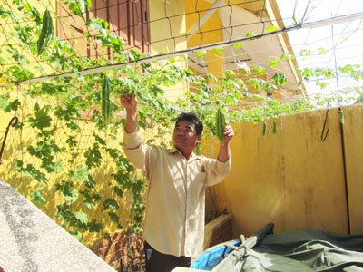 Giàn khổ qua nhà anh Hoàng (đảo Sinh Tồn) trĩu quả.