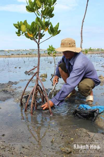  Khi người dân khai thác hải sản xong, ông Bửu lại mò mẫm vun lại gốc cây.