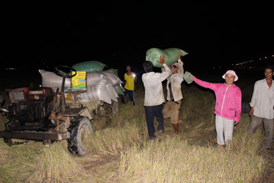 Nhà xe và chủ ruộng khẩn trương vận chuyển lúa về nhà.