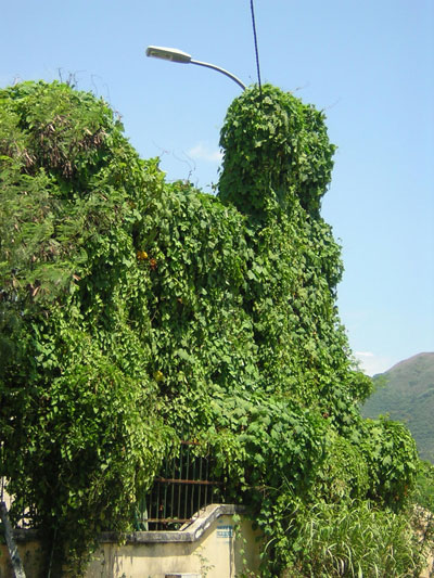 Trụ đèn bị dây leo phủ kín