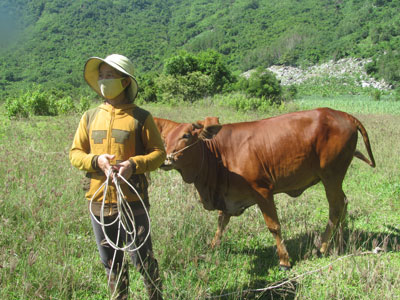 &quot;Sốt&quot; giá bò sinh sản