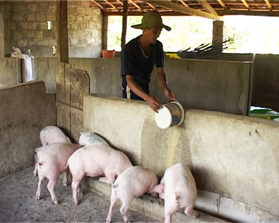 Tổ liên kết nuôi heo xã Sơn Trung đang phát huy hiệu quả khá tốt.