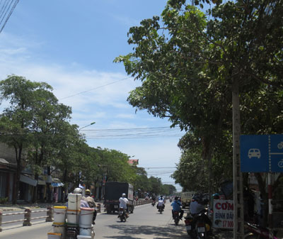 Cây hoa sữa trên đường Lê Hồng Phong.