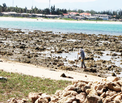 Ninh Hòa: Tái diễn nạn khai thác san hô trái phép