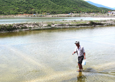 Ông Trần Minh Hoàng cho tôm ăn.