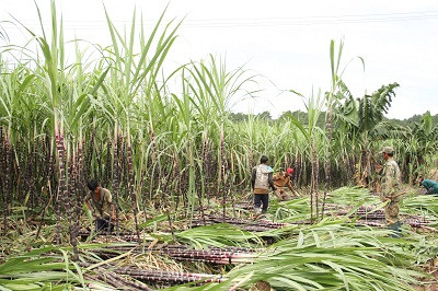 Những ruộng mía tím đang được thu hoạch.