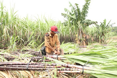 … và buộc gọn gàng để đưa đi tiêu thụ.