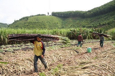 Mỗi bó mía (12 cây) loại 1 vào vụ trước có giá 60.000 đồng, nay còn 50.000 đồng. Còn loại có chất lượng thấp hơn thì giá cũng giảm theo tỷ lệ tương ứng.