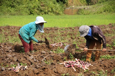 Những ruộng mía vừa thu hoạch xong, người nông dân lại bắt tay vào chuẩn bị đất, giống để trồng vụ mới. Họ lại tiếp tục đặt hy vọng vào vụ mùa năm sau được thuận lợi hơn.