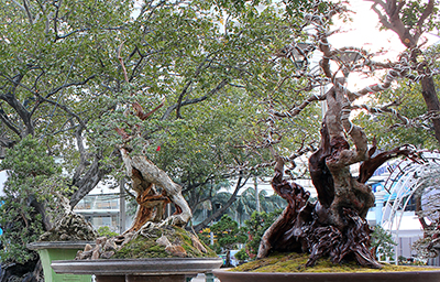 Hội hoa Xuân 2015: Sẽ nhiều màu sắc hơn