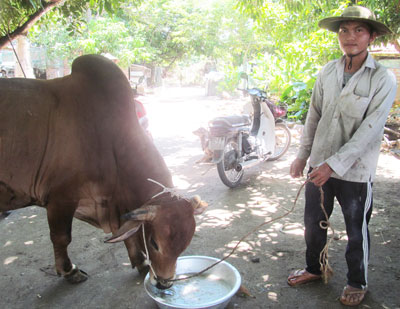 Kiếm tiền triệu từ nghề vỗ béo bò