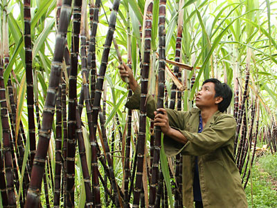 Một trưởng thôn gương mẫu, năng động