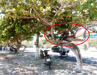 Ngủ… trên cây
