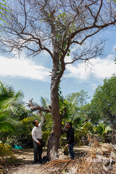 Còn đâu rừng ngập mặn?