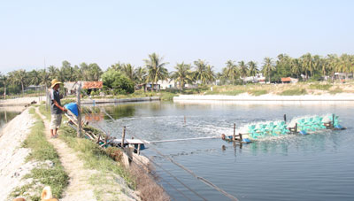 Bỏ tôm, nuôi cá chẽm